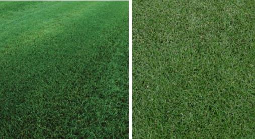 Grass comparisons